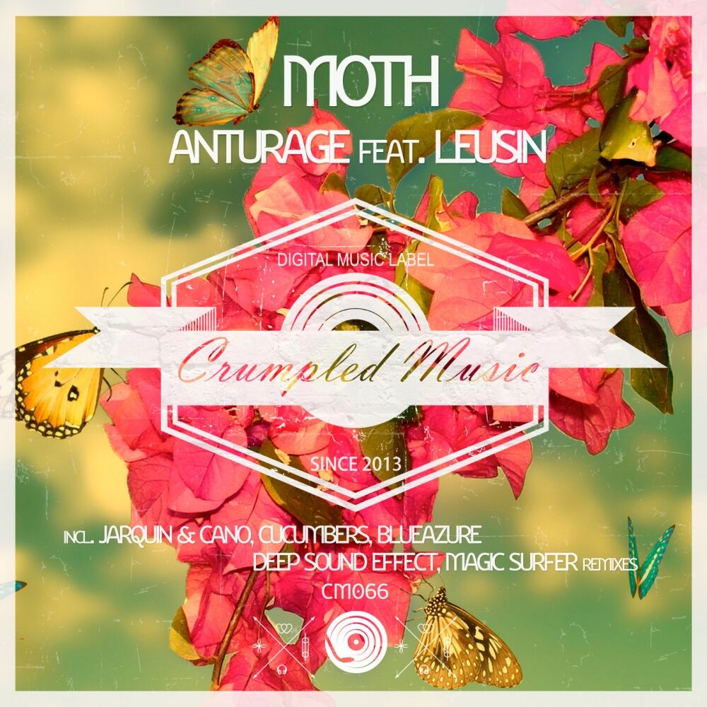 Picture of Moth