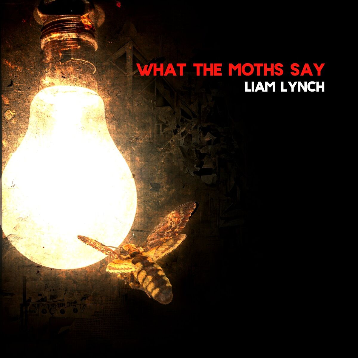 Album cover of What The Moths Say