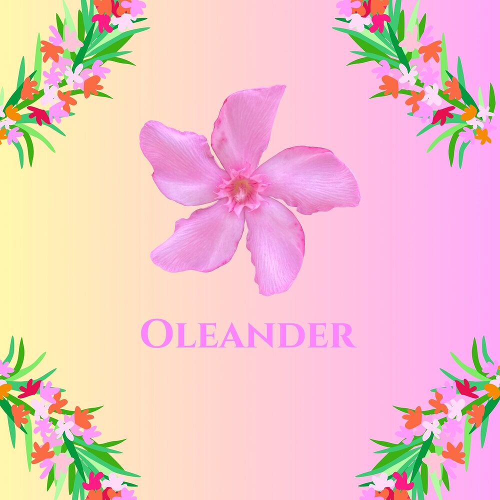 Picture of Oleander
