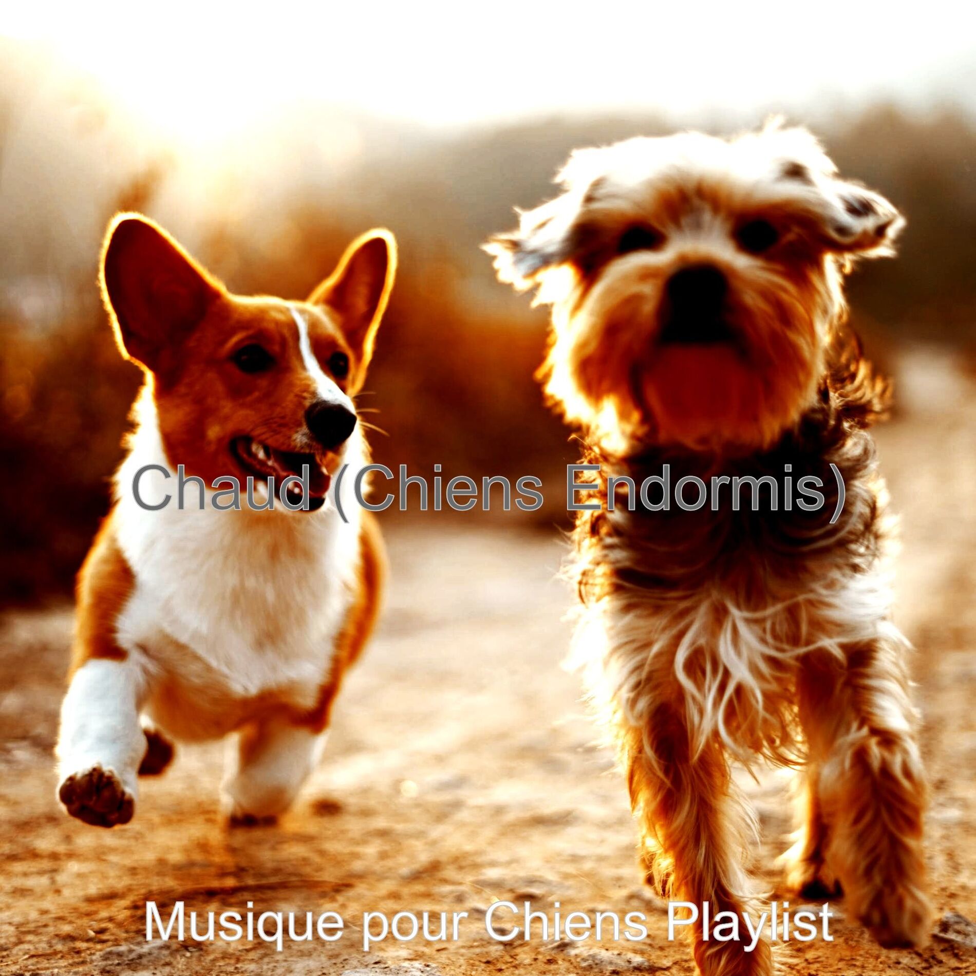 Album cover of Chaud (Chiens Endormis)