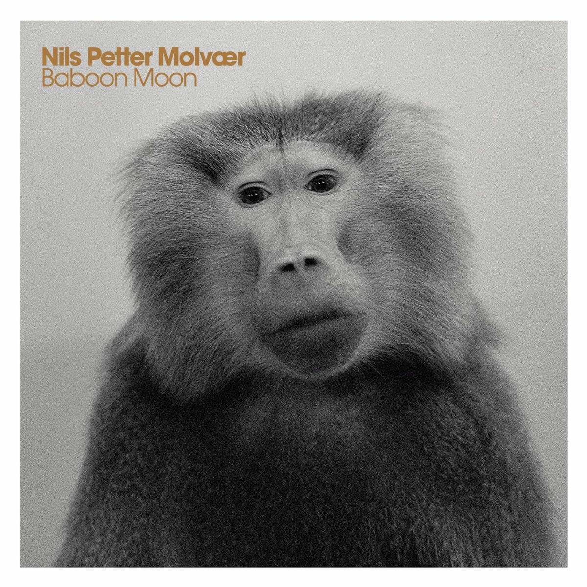 Album cover of Baboon Moon