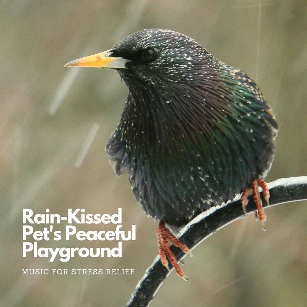 Picture of Rain-Kissed Pet's Peaceful Playground: Music For Stress Relief