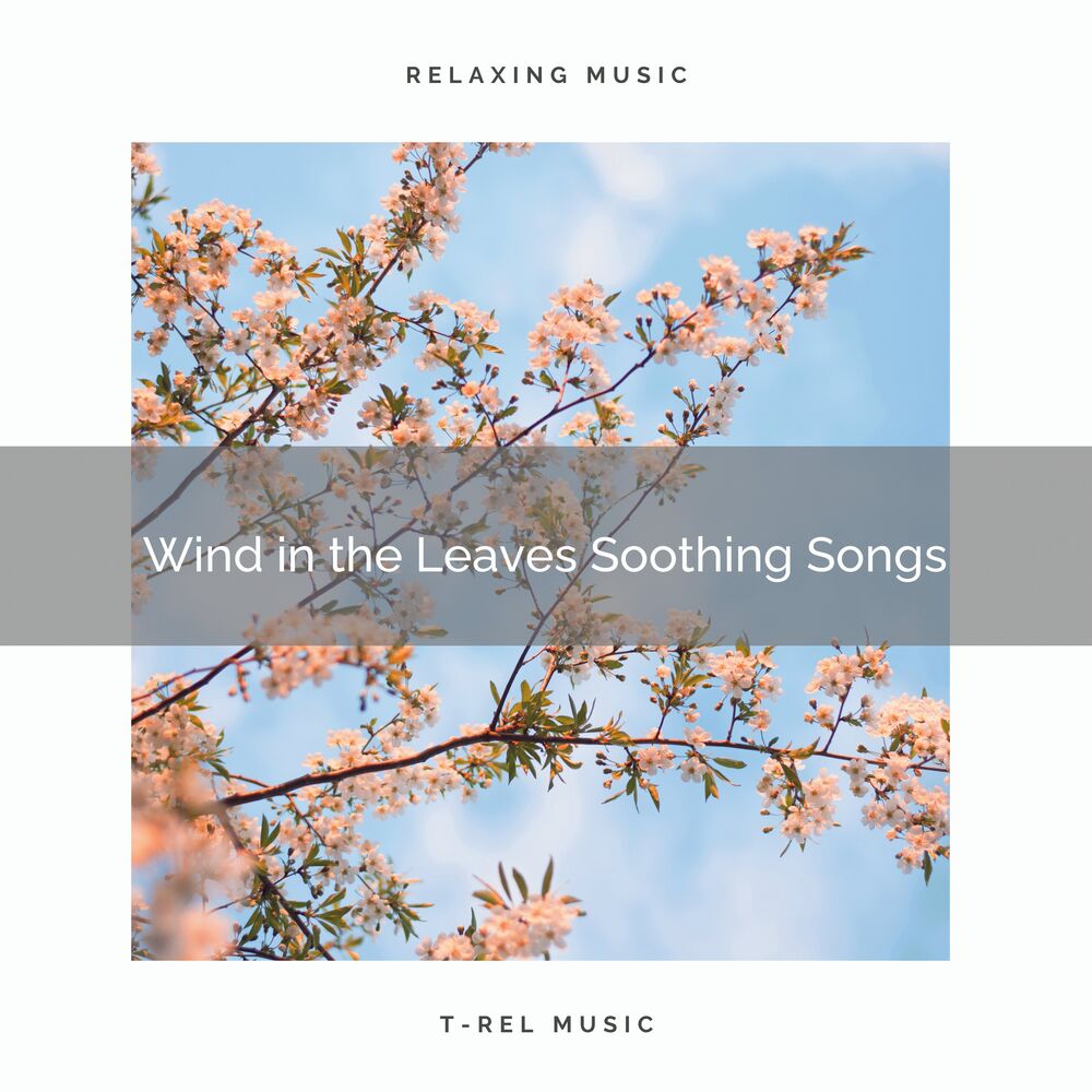Picture of 2021 New: Wind in the Leaves Soothing Songs