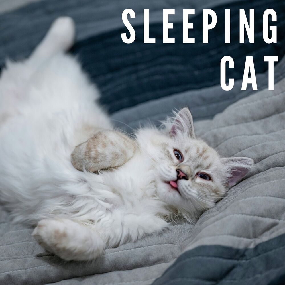Picture of Calming Cat