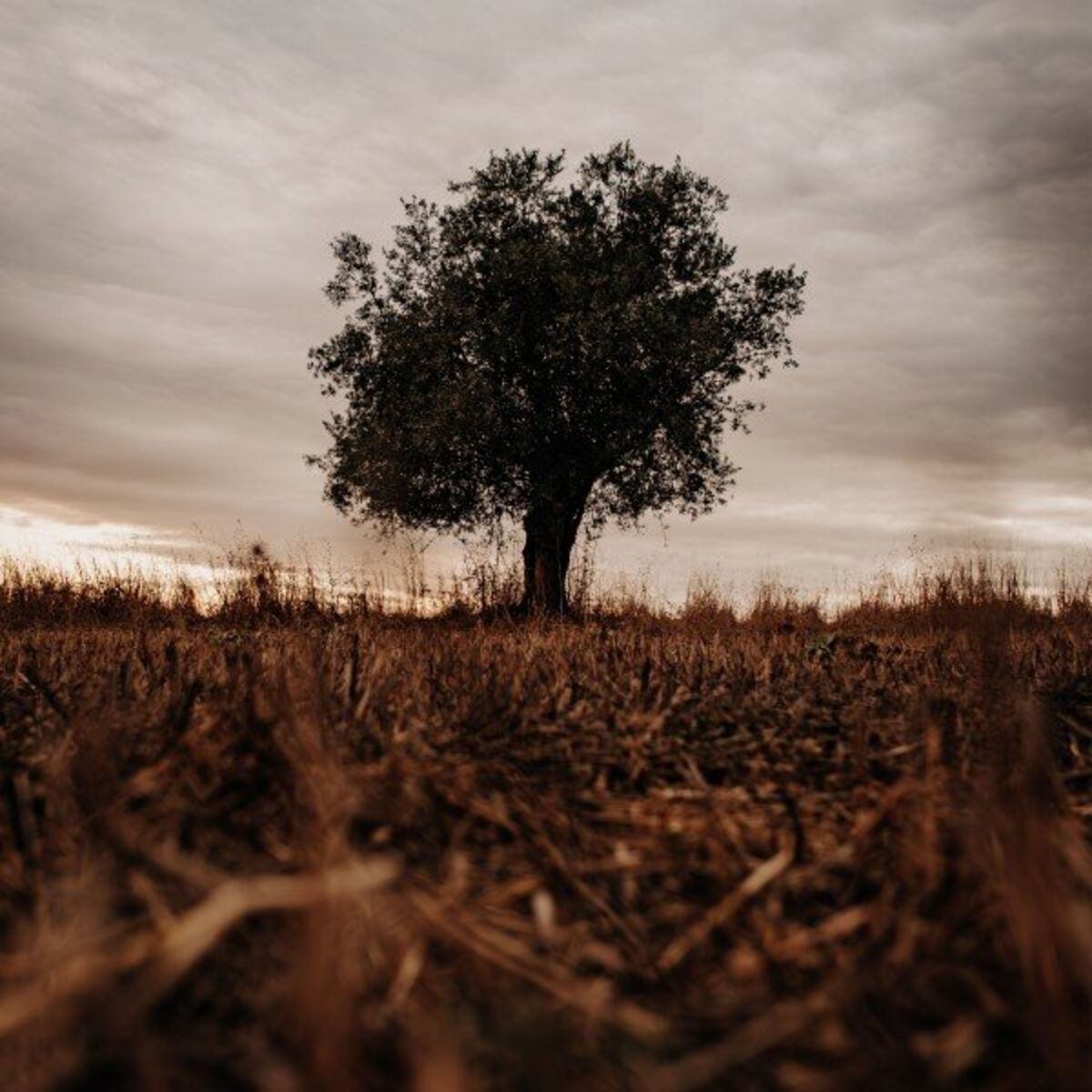 Album cover of Shemá