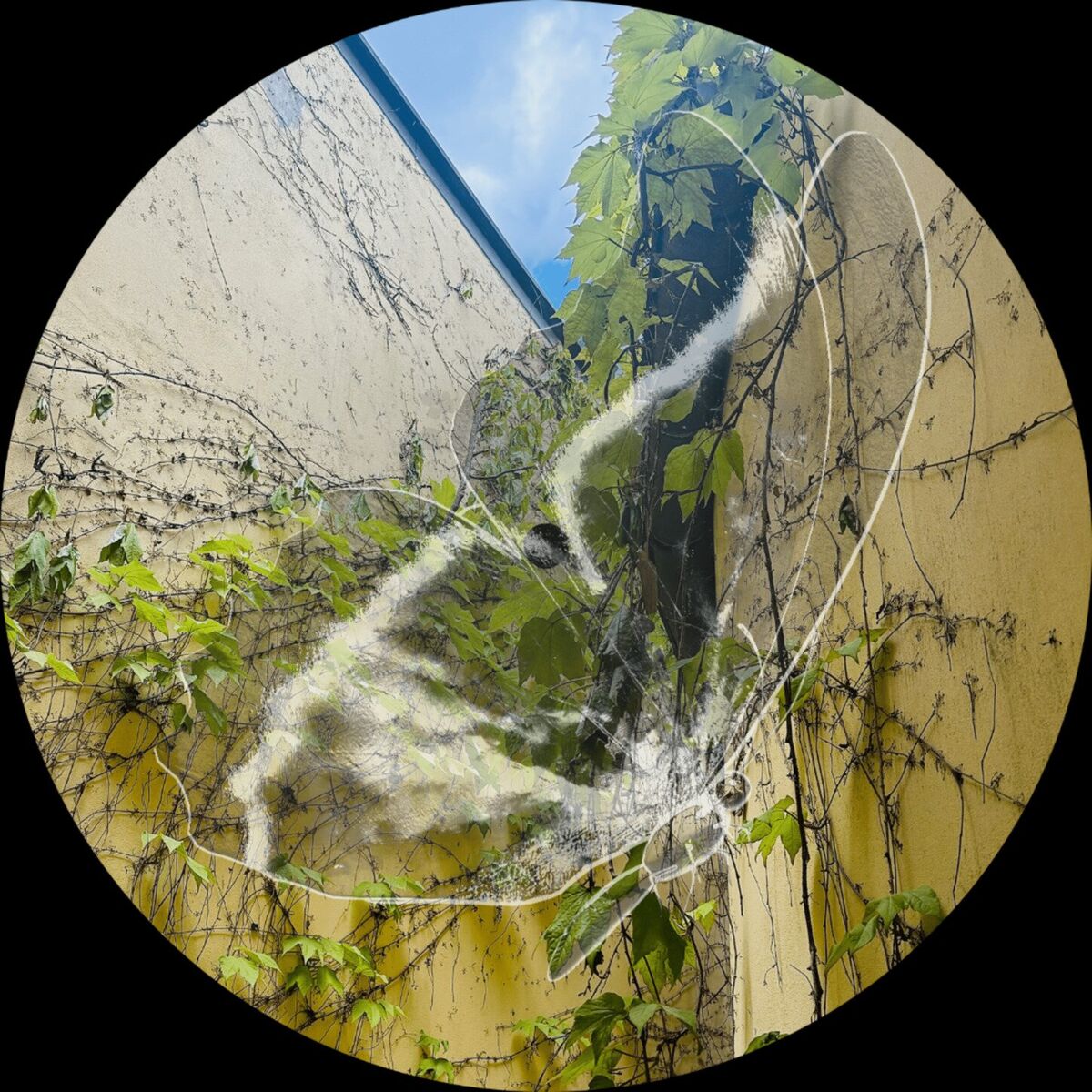 Album cover of Bloom EP