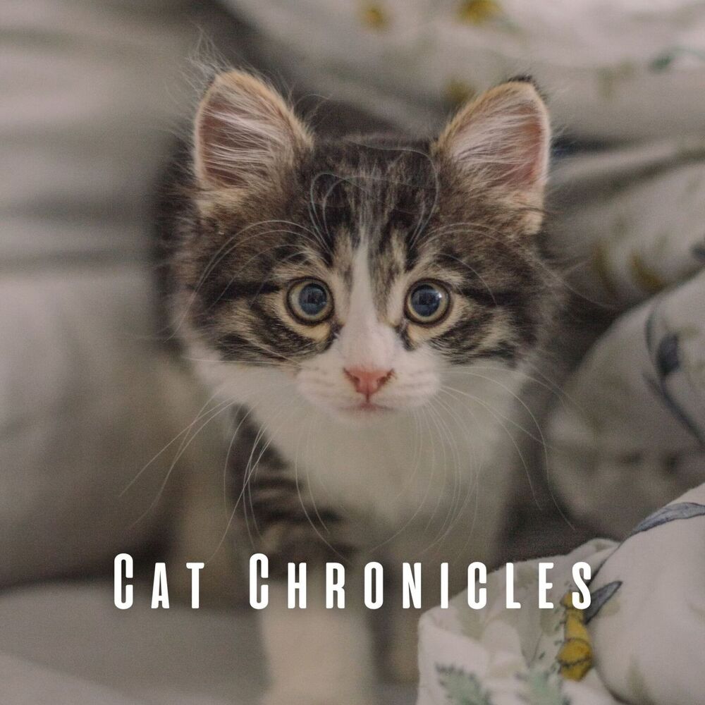 Picture of Cat Chronicles: Chill Music for a Peaceful Cat Experience
