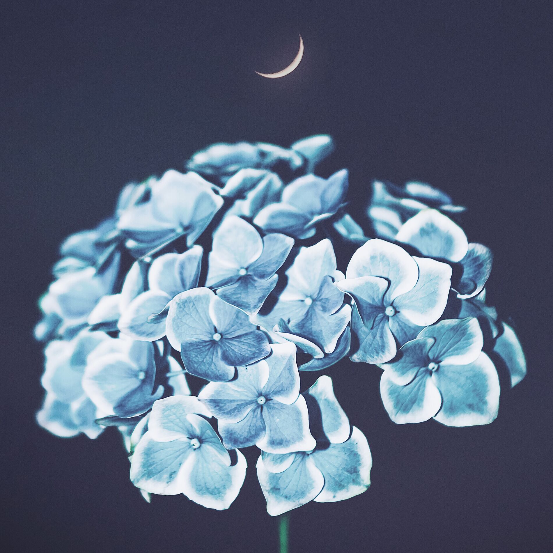 Album cover of In Moonlight, Op. 1