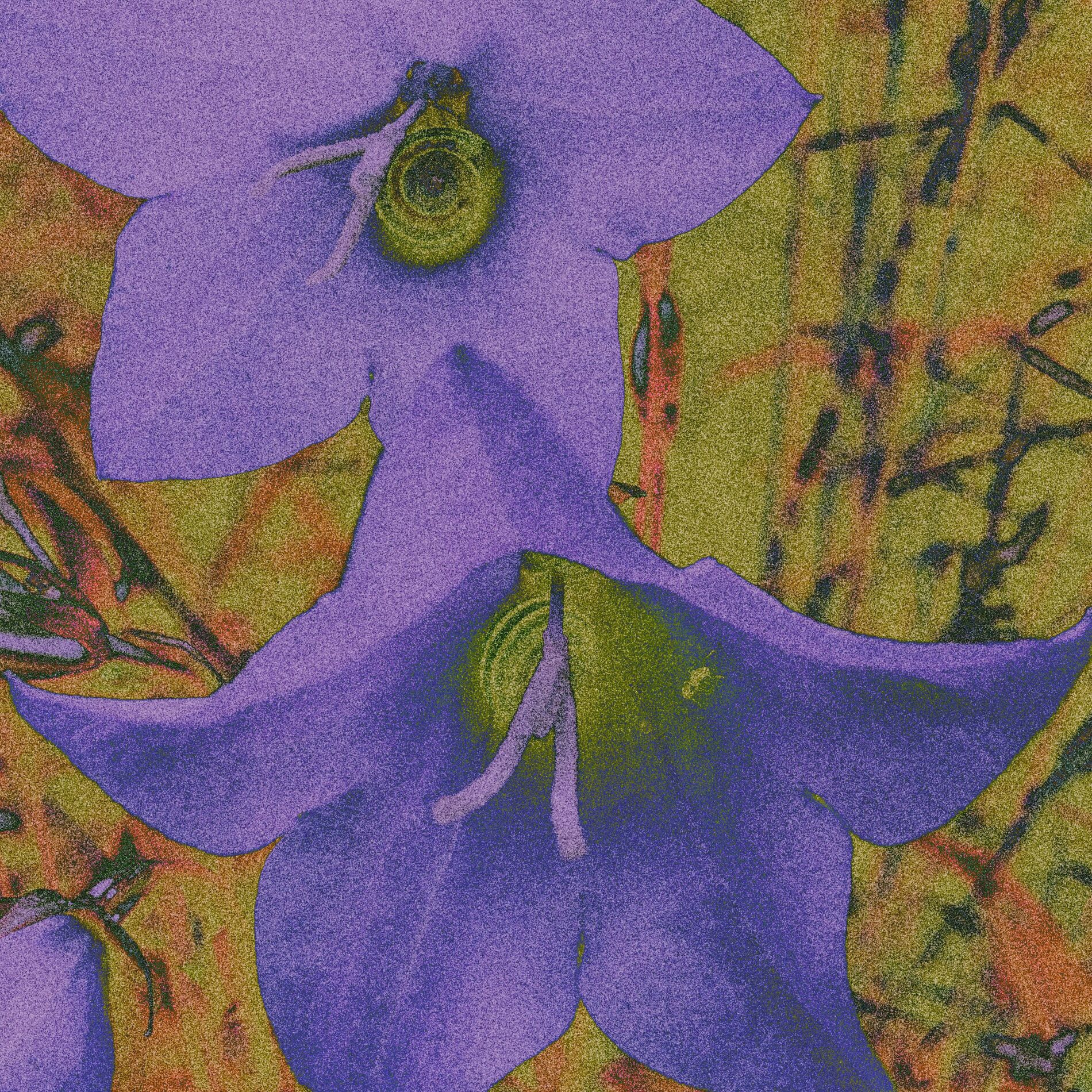 Album cover of Bluebells.