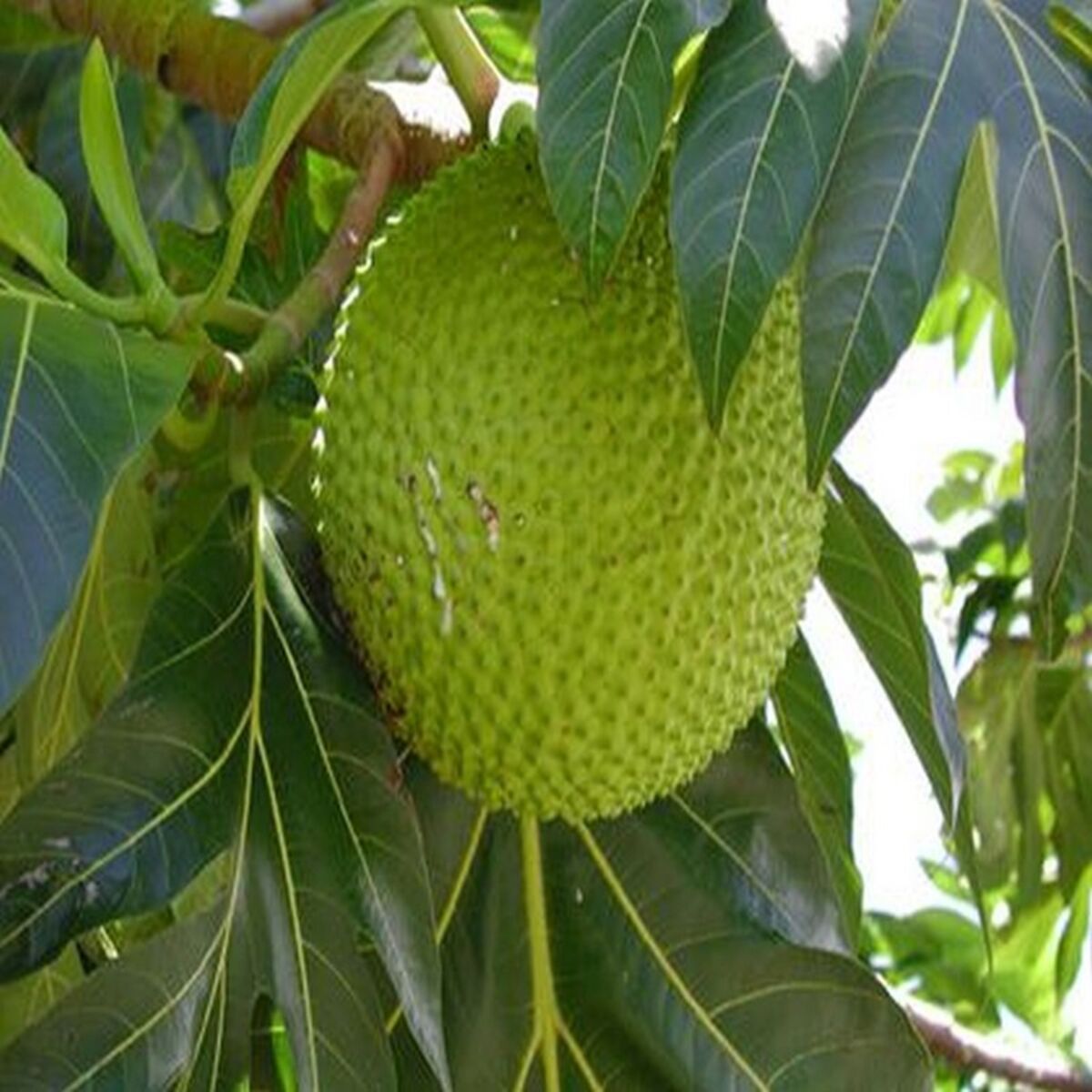 Album cover of Grenada Music Volume II
