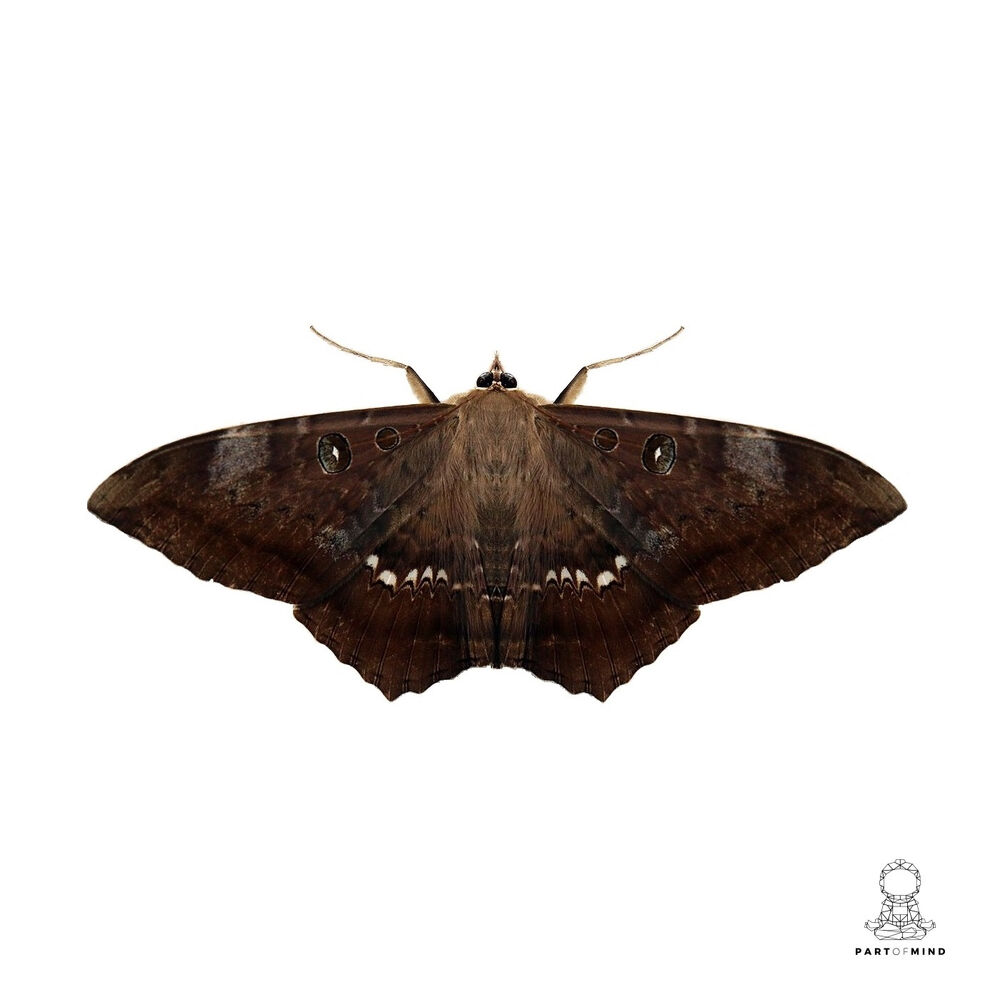 Picture of Moth
