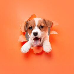 Cover of Dogotherapy: The Art of Healing Through Canine Love and Companionship