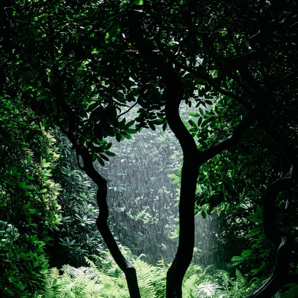 Picture of Woods