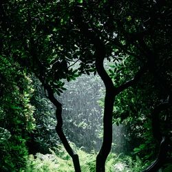 Cover of Woods