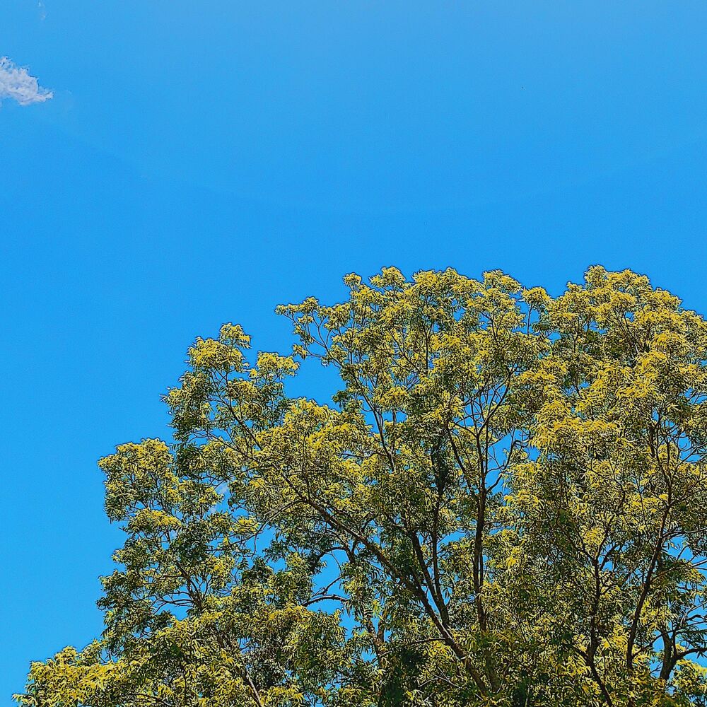 Picture of Trees-Ep