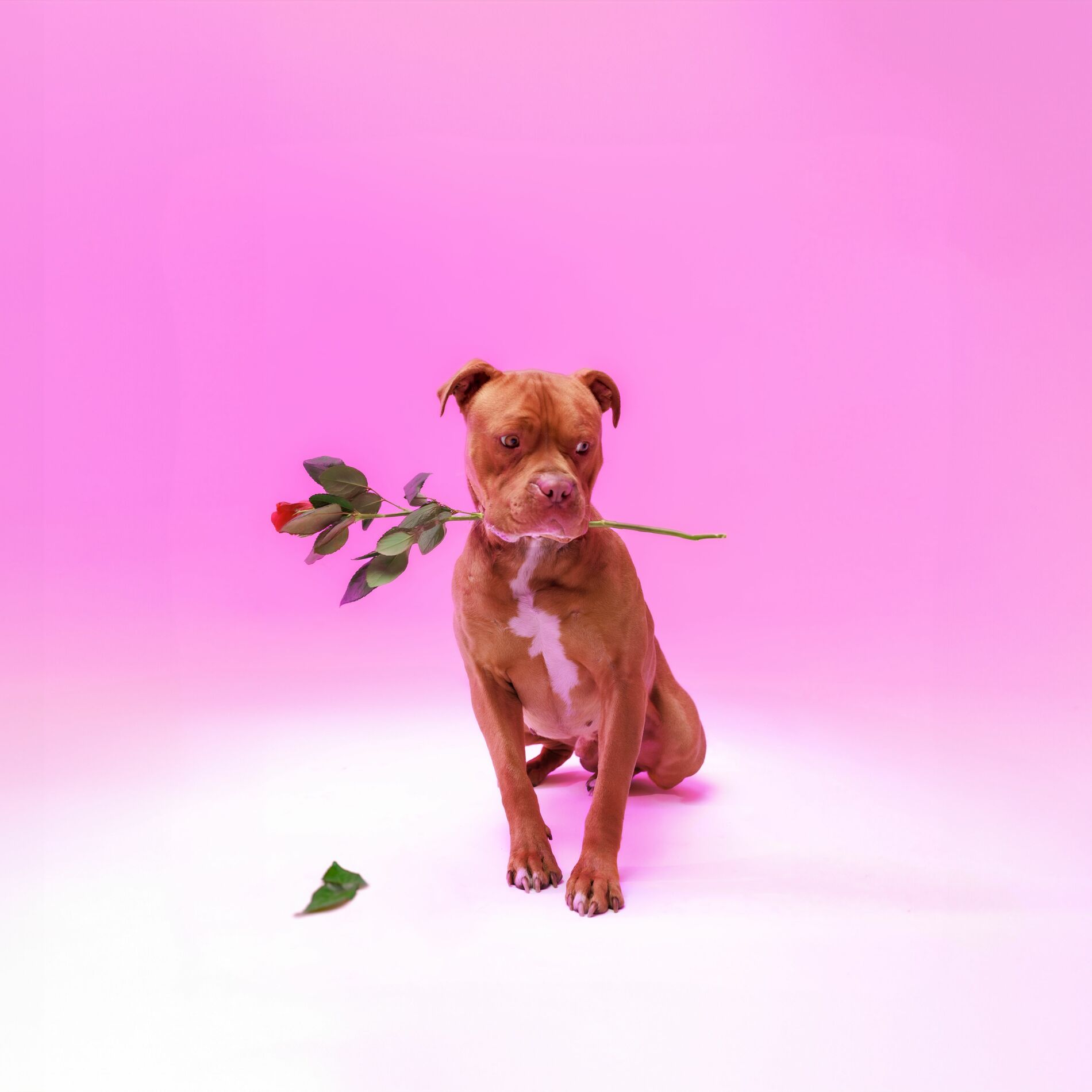 Album cover of Ngisakuthanda
