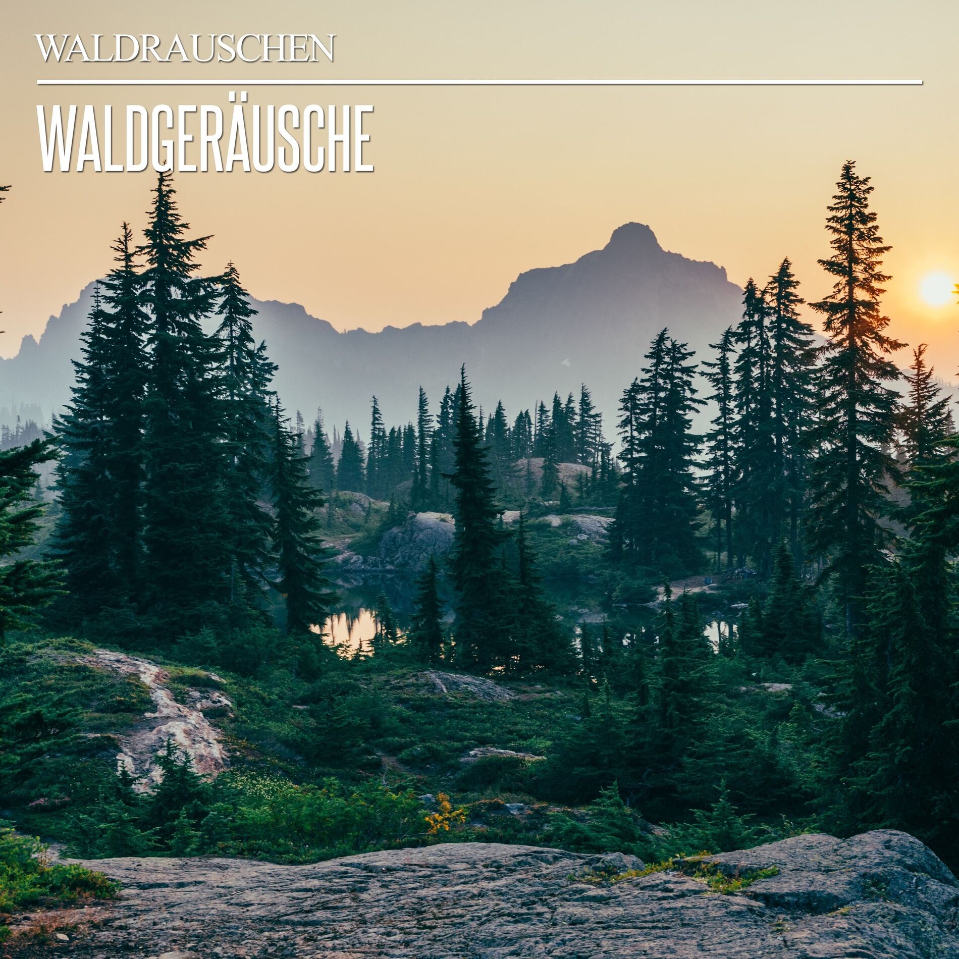 Album cover of Waldgeräusche