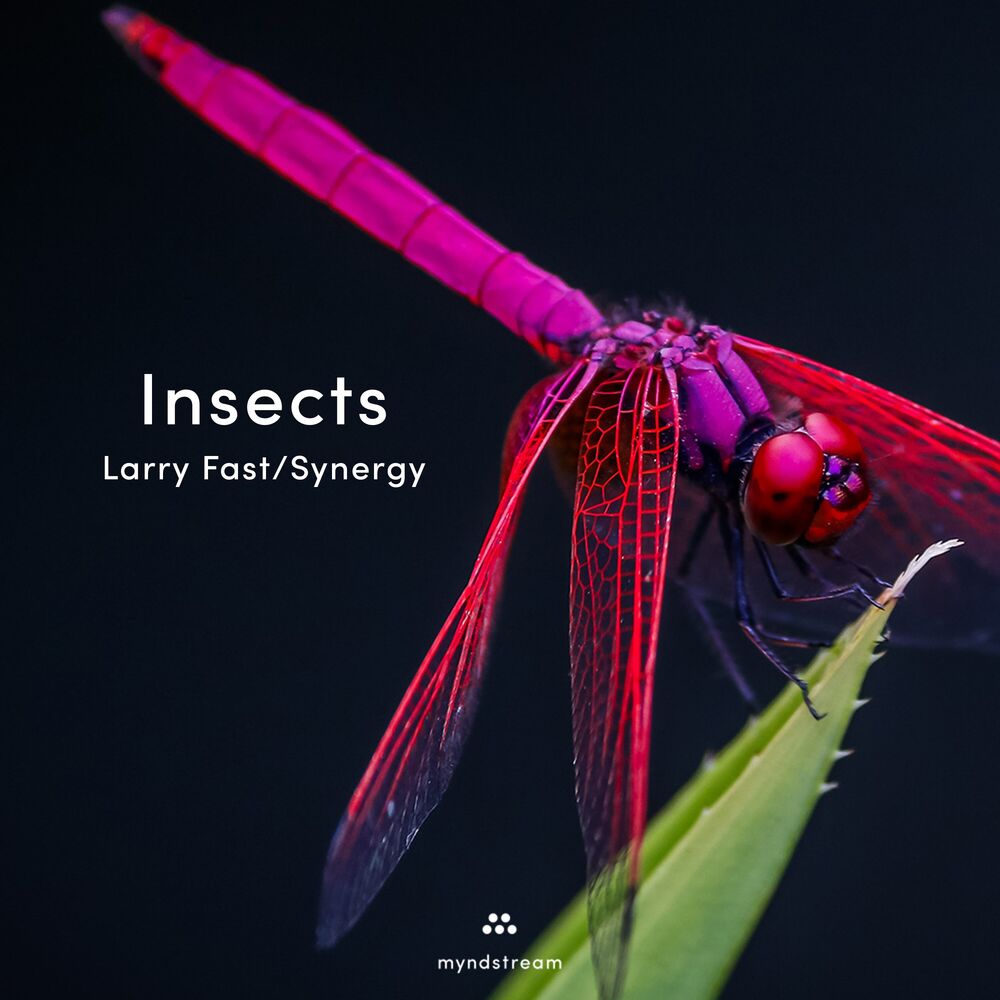 Picture of Insects