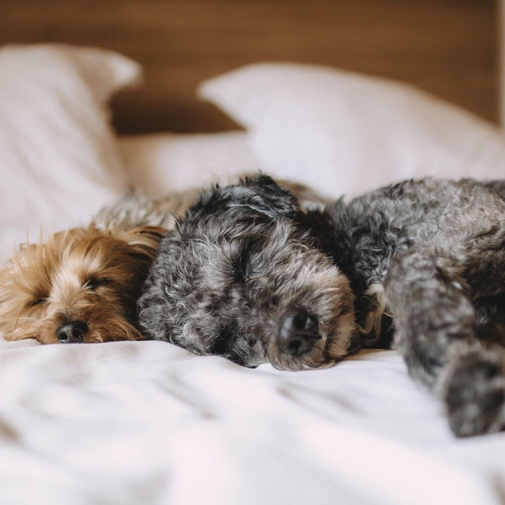 Picture of Dog Sleeping