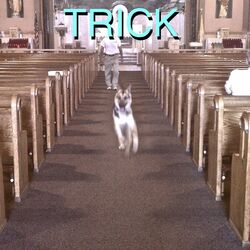 Cover of Trick