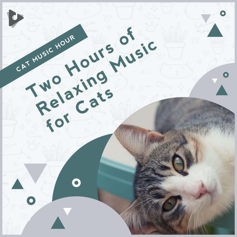 Picture of 2 Hours of Relaxing Music for Cats