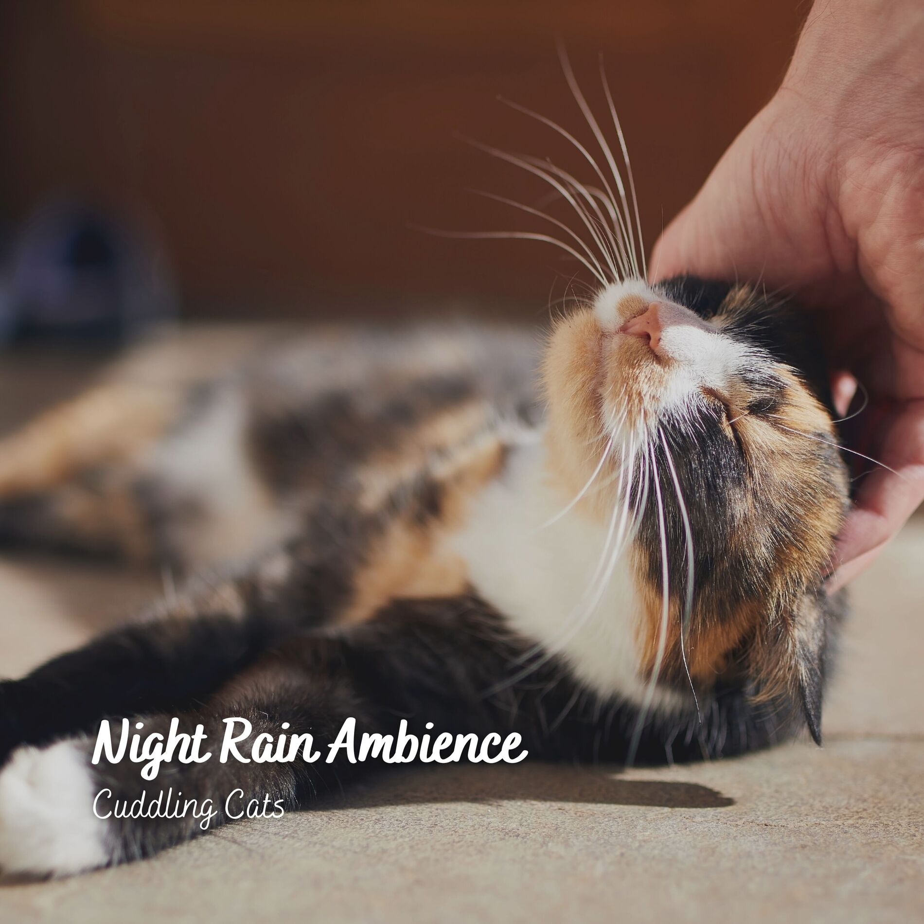 Album cover of Night Rain Ambience: Cuddling Cats