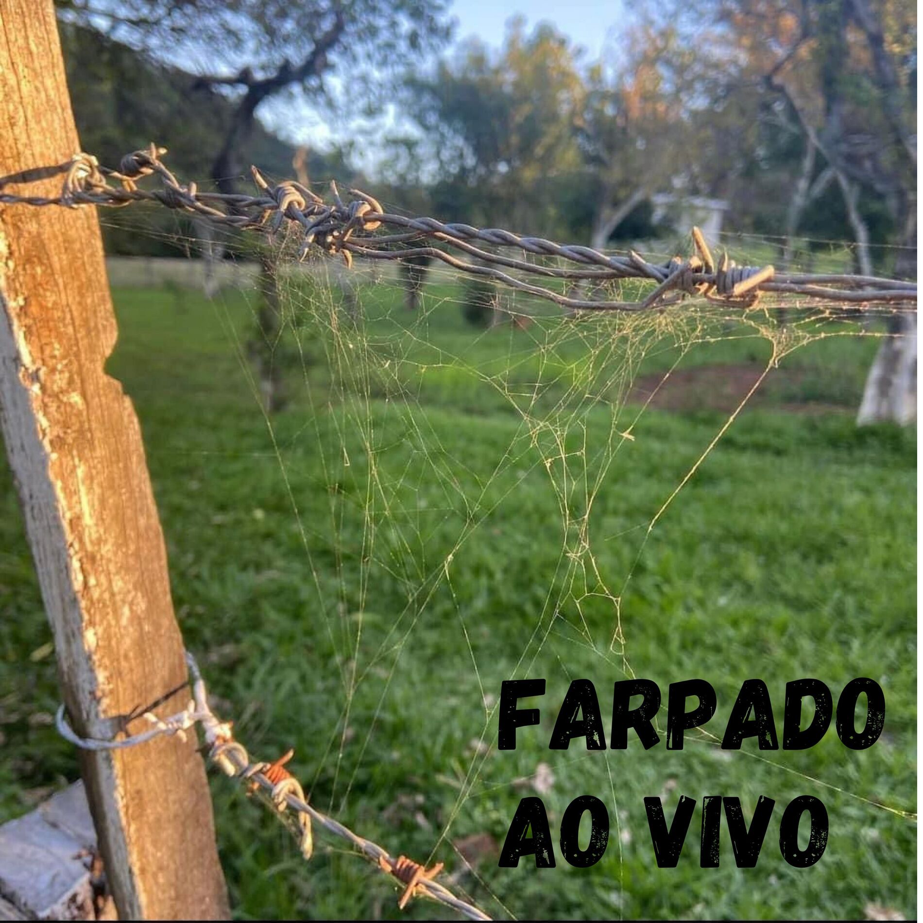 Album cover of Farpado (Ao Vivo, 8º Acordes do Pampa em Canção, Rosário do Sul, 2024) (Ao Vivo)