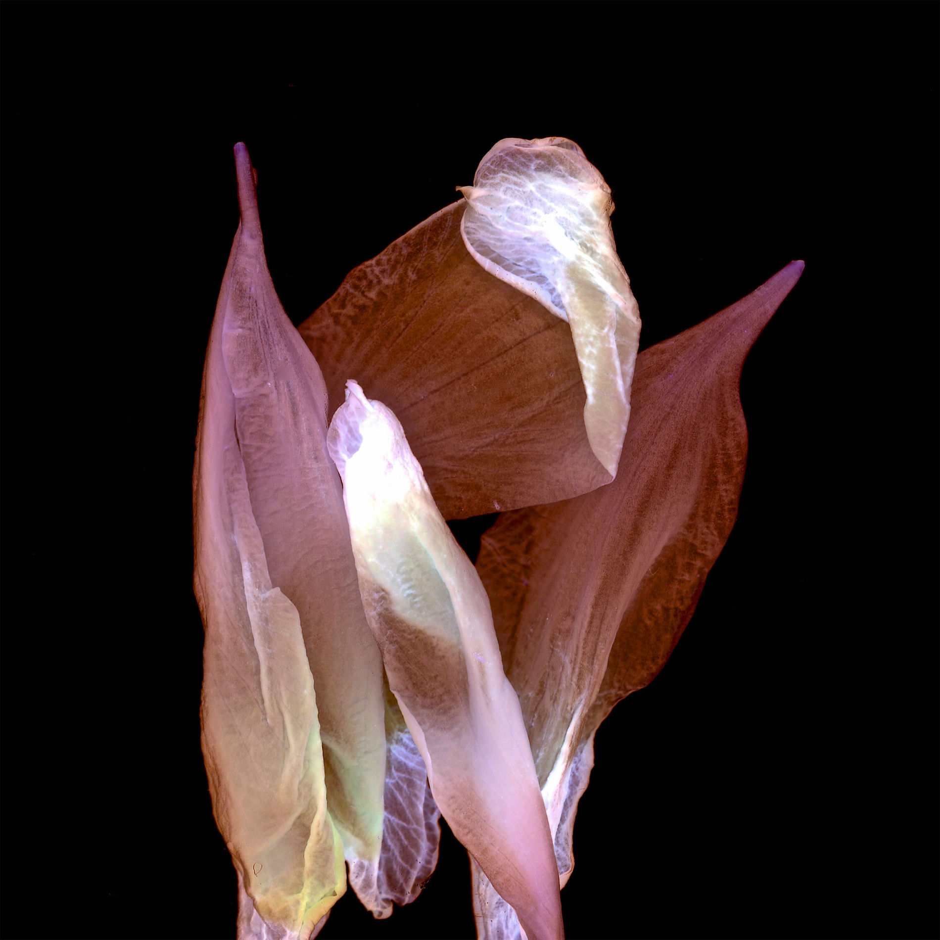 Album cover of Spells