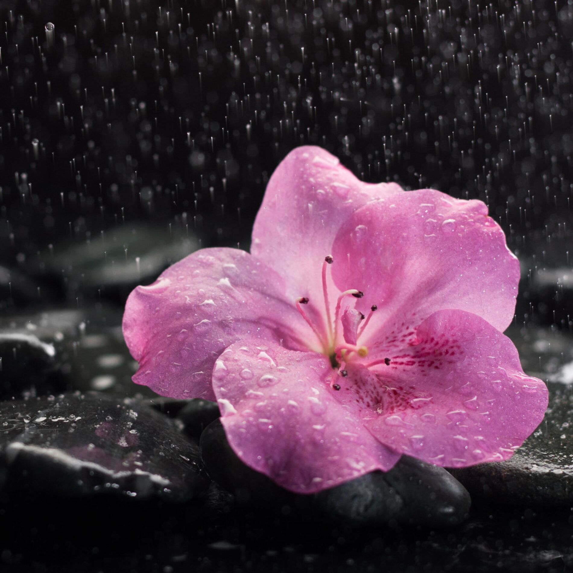 Album cover of Reflective Rain Resonance: Music for Stress Relief