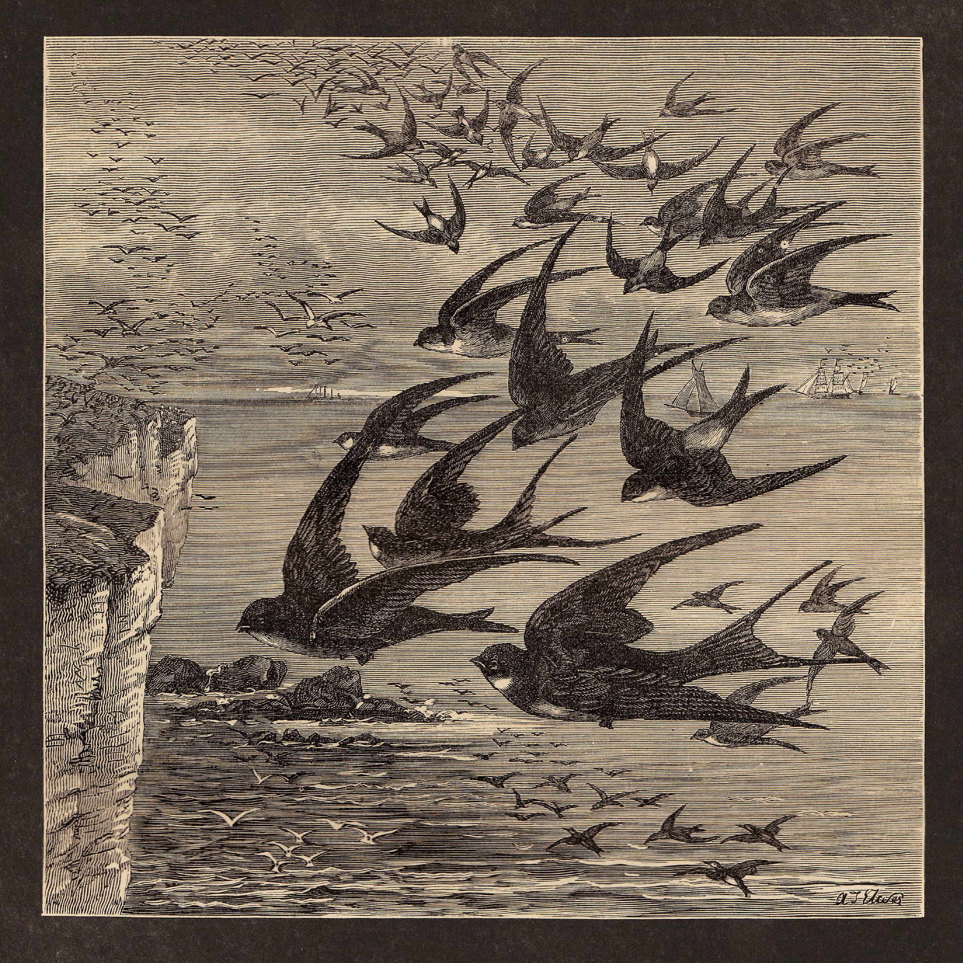 Album cover of Little Birds