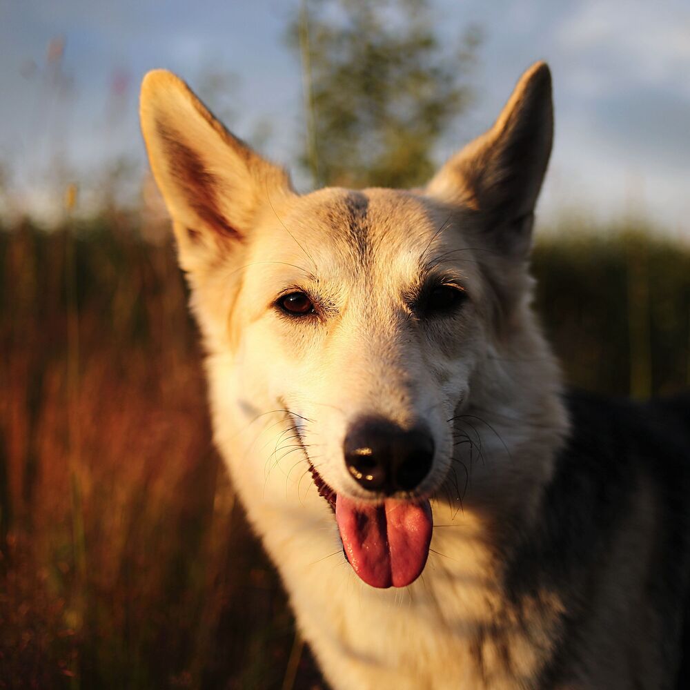 Picture of Fireside Woofs: Soothing Binaural Tones for Calming Dogs