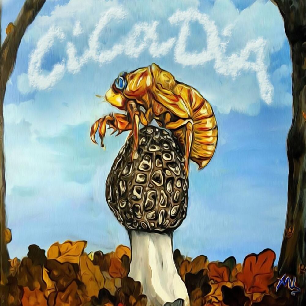 Picture of Cicadia