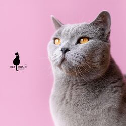 Cover of Nine Lives of Cat