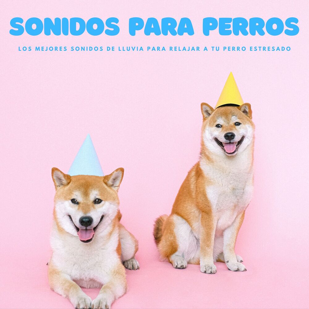 Picture of Sonidos Para Perros: Los Mejores Sonidos De Lluvia Para Relajar A Tu Perro Estresado