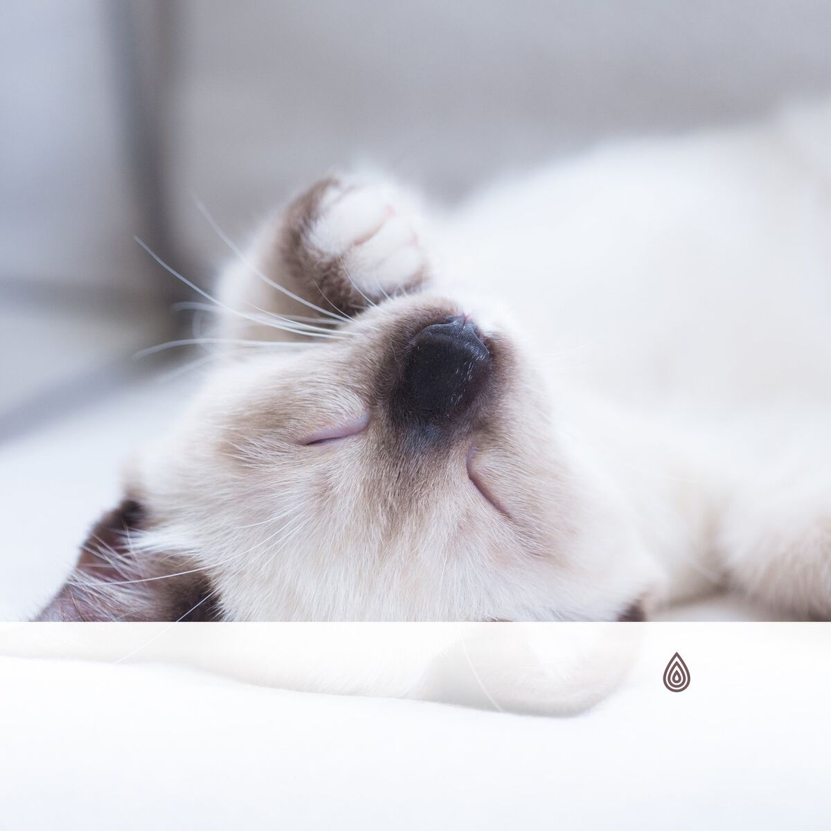 Album cover of Soirées berceuses pour chats : Vibrations qui font froid dans le dos