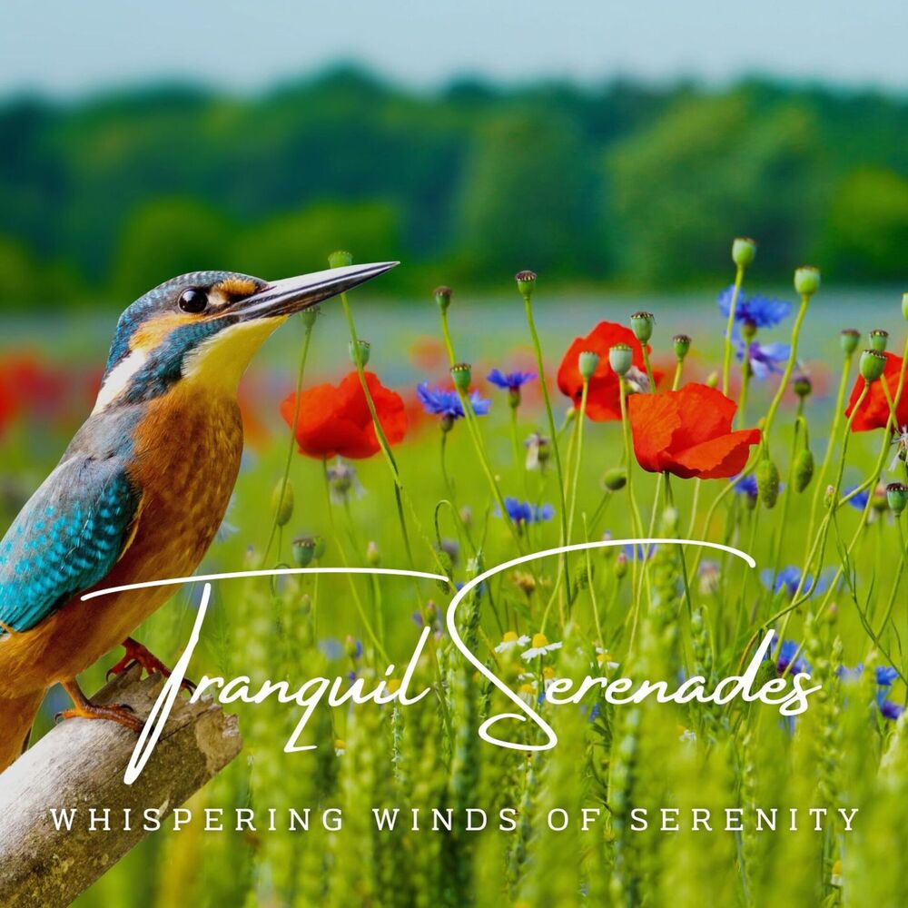 Picture of Tranquil Serenades: Meditation Melodies