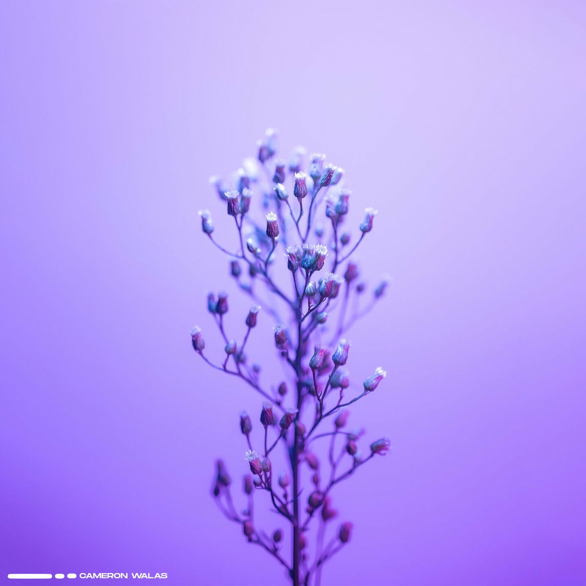 Album cover of Pathways