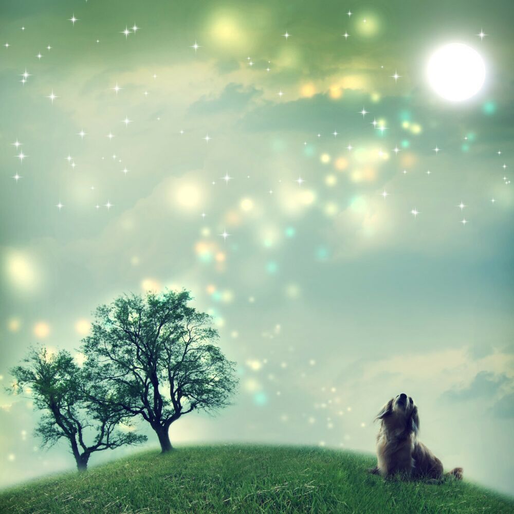 Picture of Rainy Doggy Wellness Retreat: Music for Stress Relief