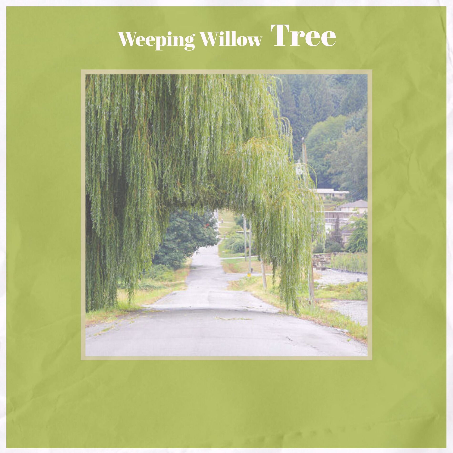 Album cover of Weeping Willow Tree