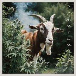 Cover of Jamaica