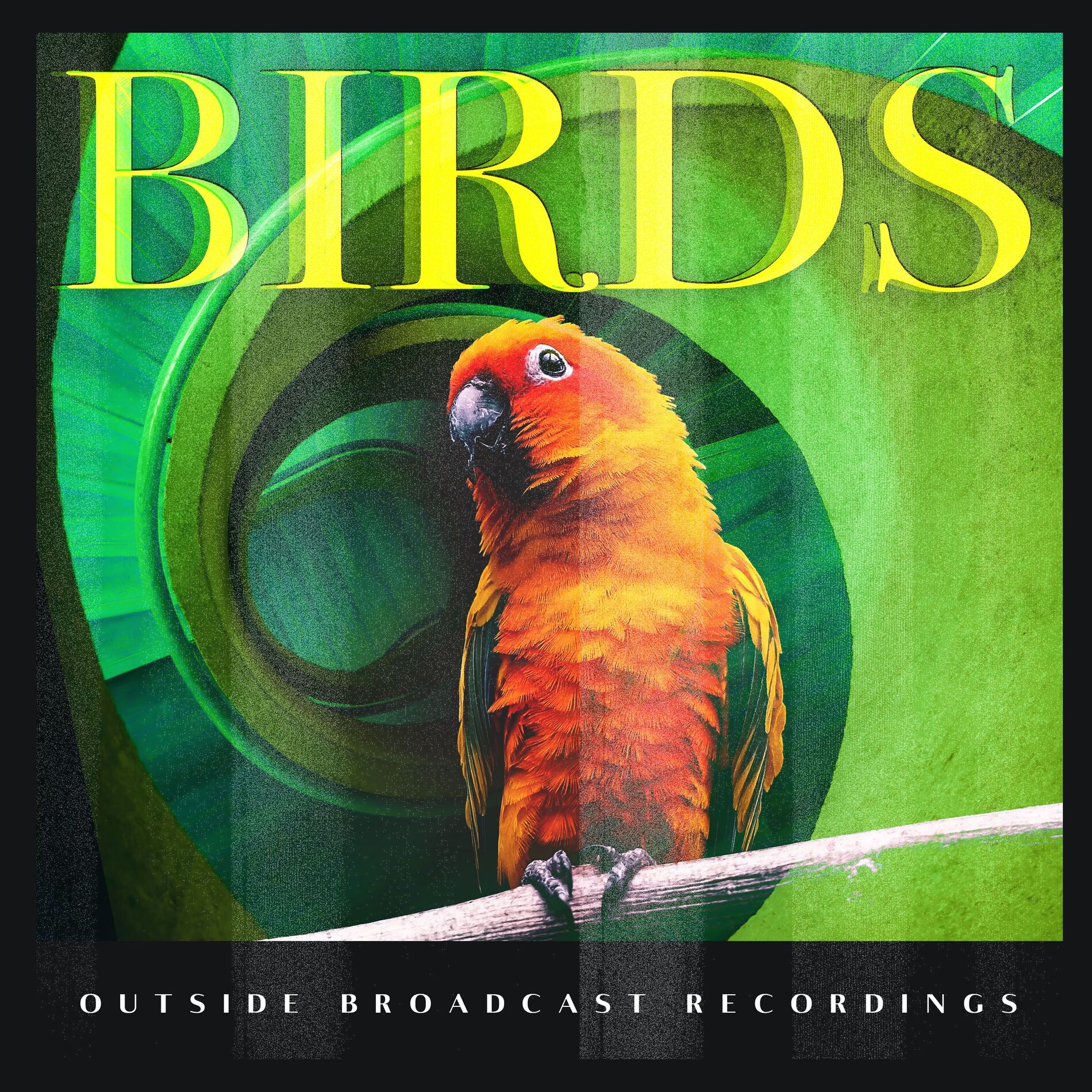 Album cover of Birds