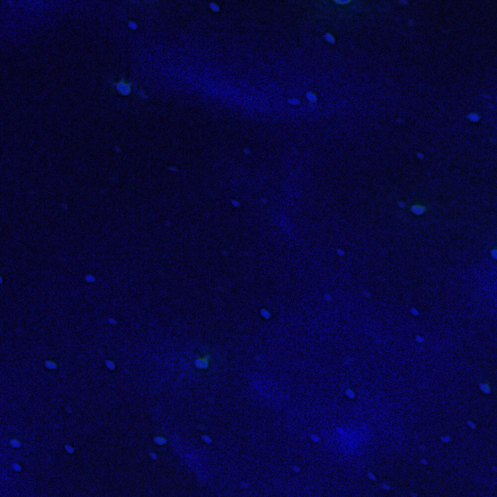 Picture of Blue Jazz