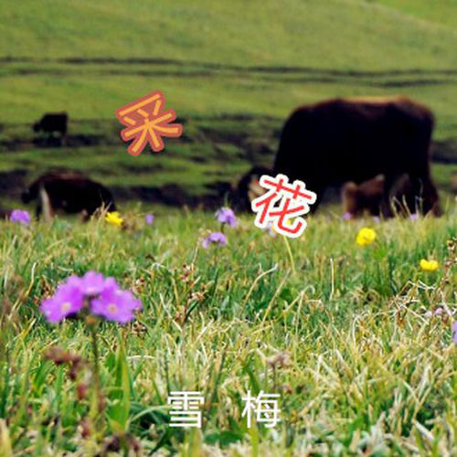 採花