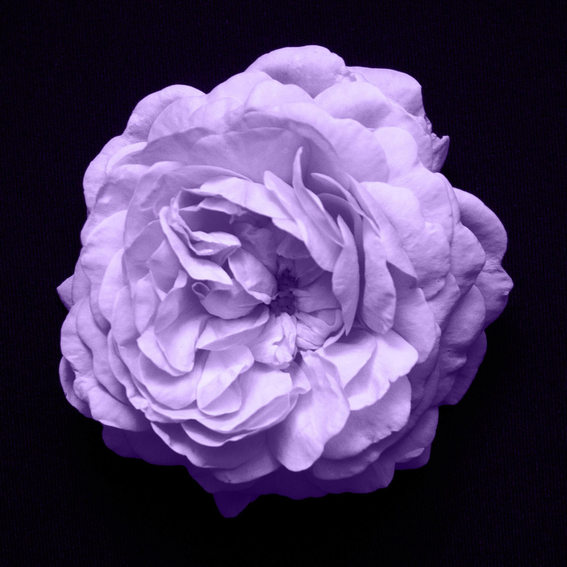 Album cover of In Circles