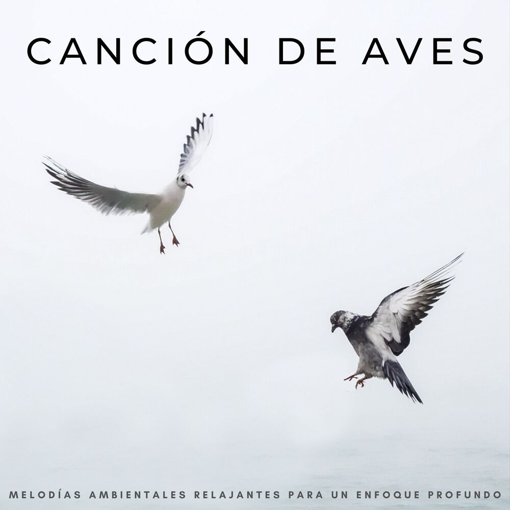 Picture of Canción De Aves: Melodías Ambientales Relajantes Para Un Enfoque Profundo