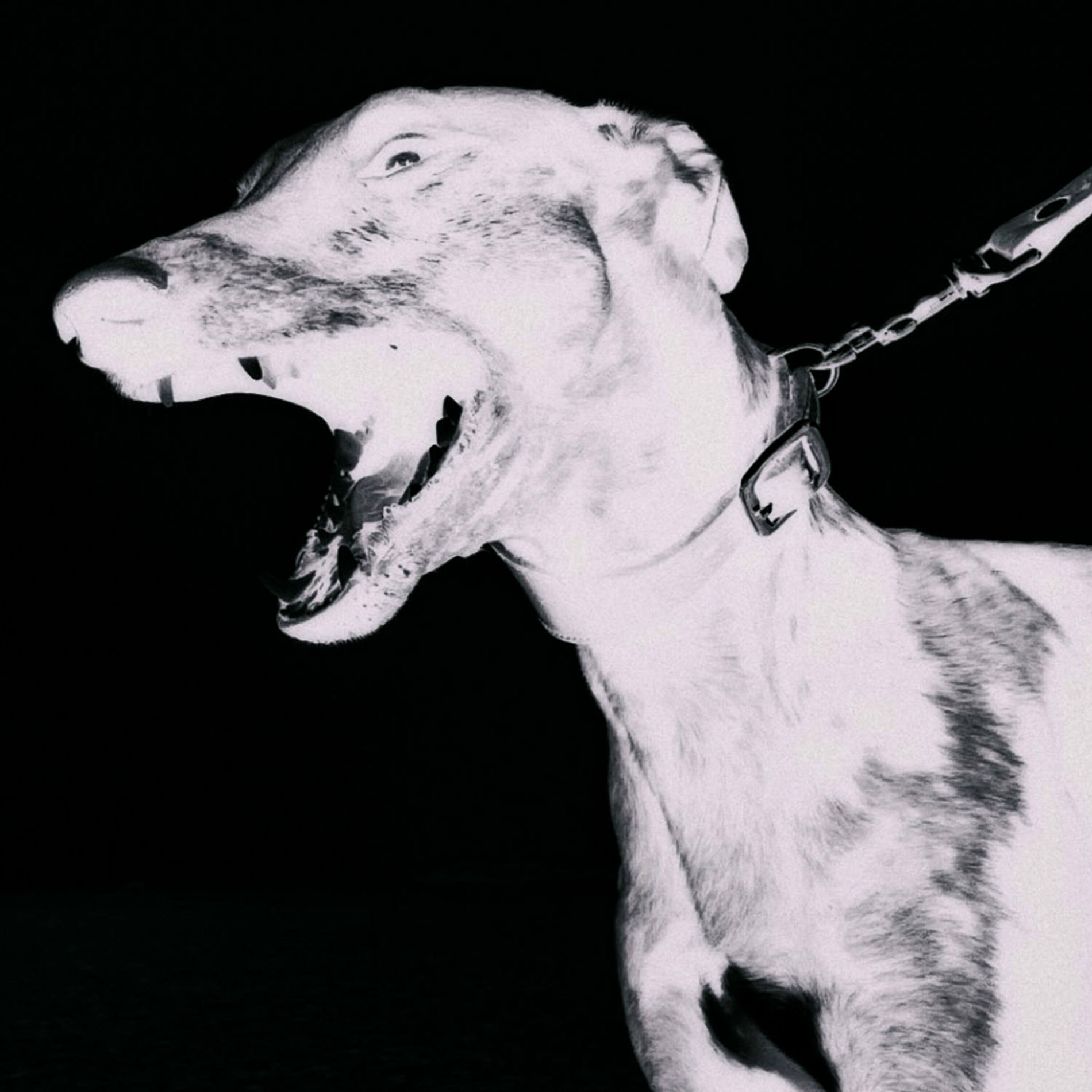 Album cover of Degenerate Inanimate