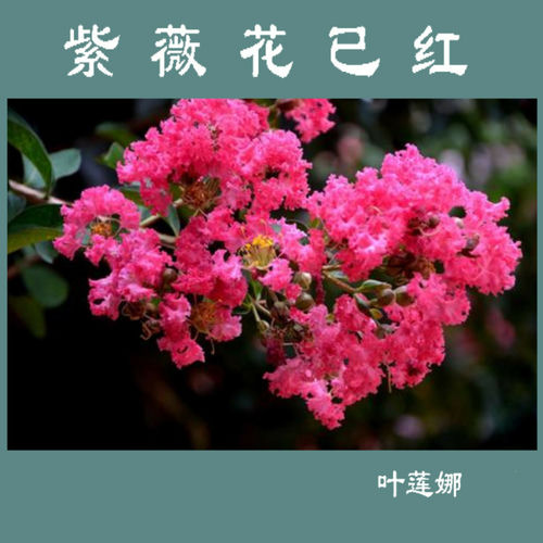 紫薇花已红