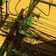 ID by Oliver Lieb album cover