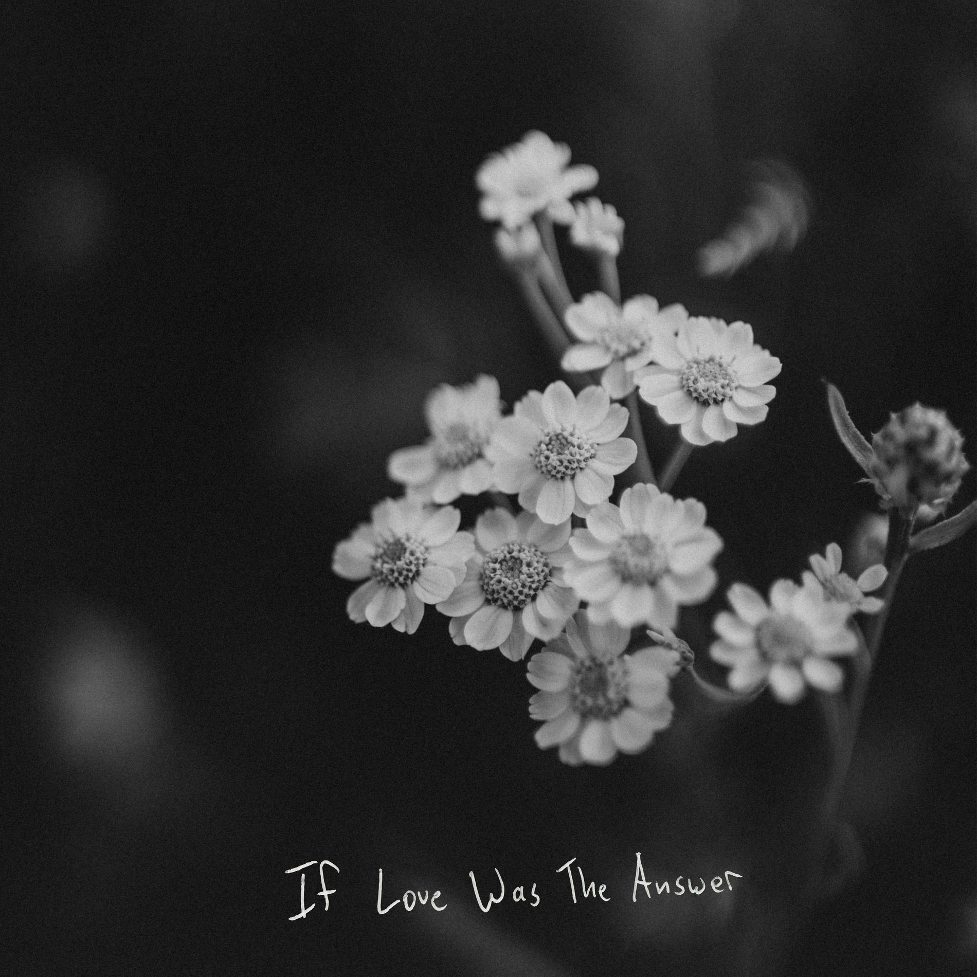 Album cover of If Love Was the Answer