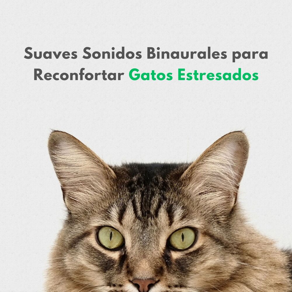 Picture of Suaves Sonidos Binaurales Para Reconfortar Gatos Estresados